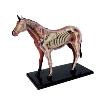 Анатомическая модель органа животного 4D Игрушка для сборки интеллекта Лошади Обучающая Анатомическая модель DIY Научно-популярная техника