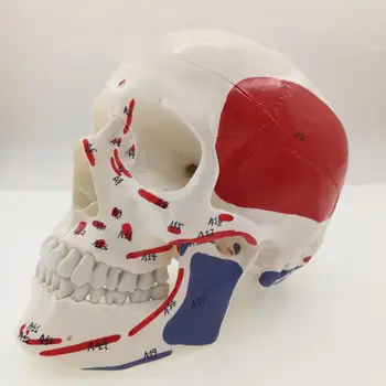 Модель черепа цвета мускулов человека, 3 части, цифровая индикация, медицинская помощь для изучения анатомии в натуральную величину