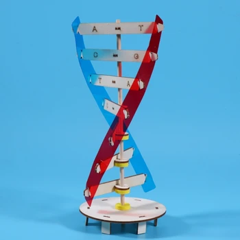 Модели ДНК, модель двойной спирали, научно-образовательный инструмент для обучения, игрушка, человеческие гены, обучающий инструмент для сборки ДНК