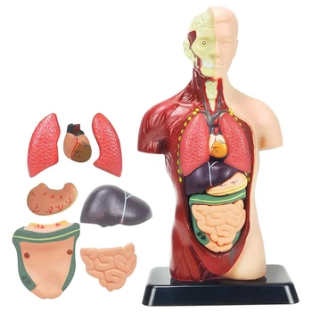 Модель человеческого тела для детей, 11-дюймовая Многоцветная Анатомическая модель человеческого туловища, игрушки, 8 шт. Съемная Анатомическая кукла с сердцем и органами