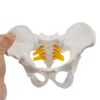 Мини-модель женского таза Скелет человека Анатомическая наука Учебный дисплей Обучающая медицинская модель