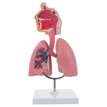 Система обучения модели анатомии легких, модель человеческого дисплея, школа легких, Анатомическое сердце, обучающая игрушка для носа