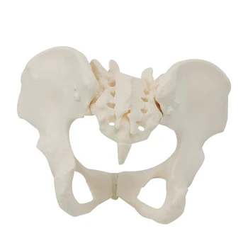 1 шт Модель женского таза в натуральную величину 1:1 Модель скелета женского таза для научного образования