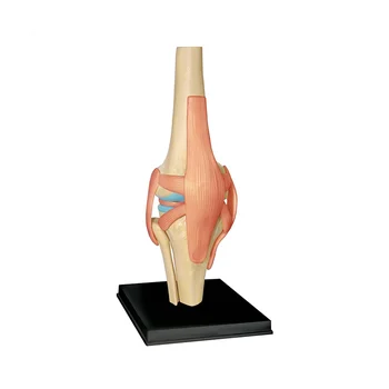 Медицинский торс, модель человеческого тела, модель органов коленного сустава, модель для обучения студентов, модель для сборки