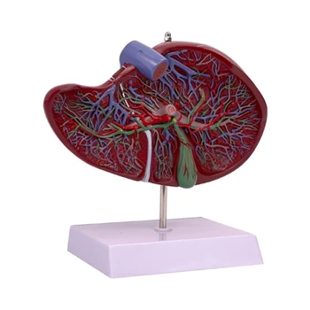 Анатомическая модель печени человека для изучения заболеваний, Анатомическая модель Печени В Натуральную величину Показывает Детали Челнока с Кровеносно-сосудистой системой печени