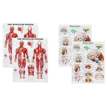 Плакат с анатомией мозга, 2 упаковки ламинированной диаграммы человеческого мозга, Краткое справочное руководство по медицине, Человек